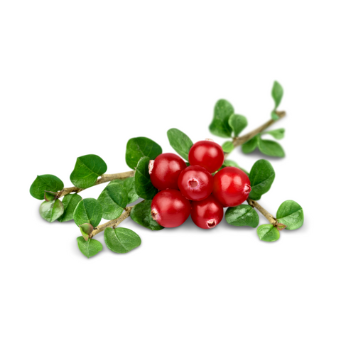 Cranberry