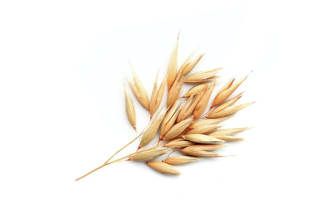 Avena Sativa Kernel Extract 